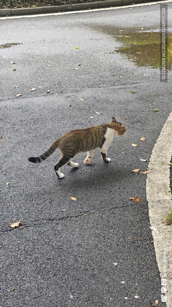 田园猫 