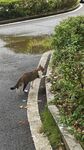 田园猫 