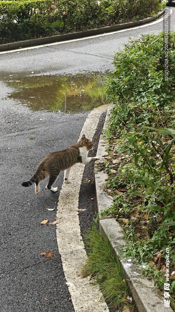 田园猫 