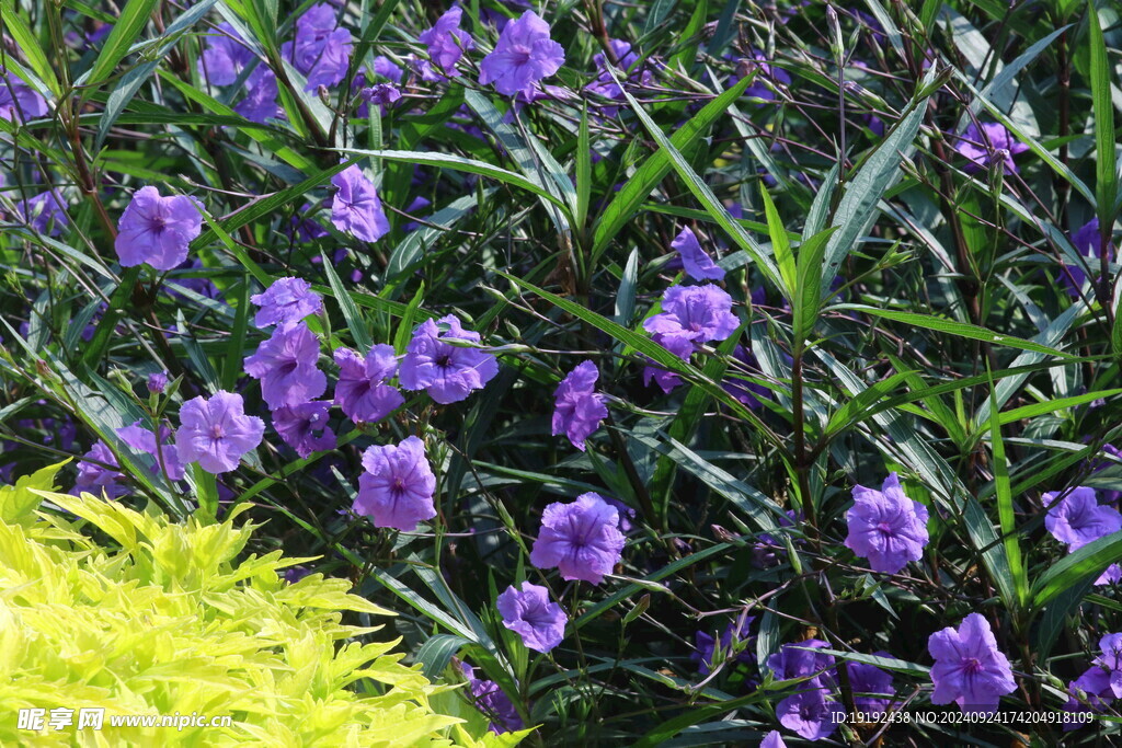 蓝花草 