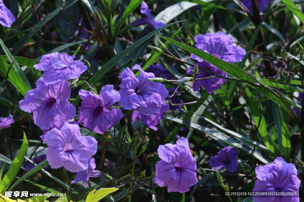 蓝花草  