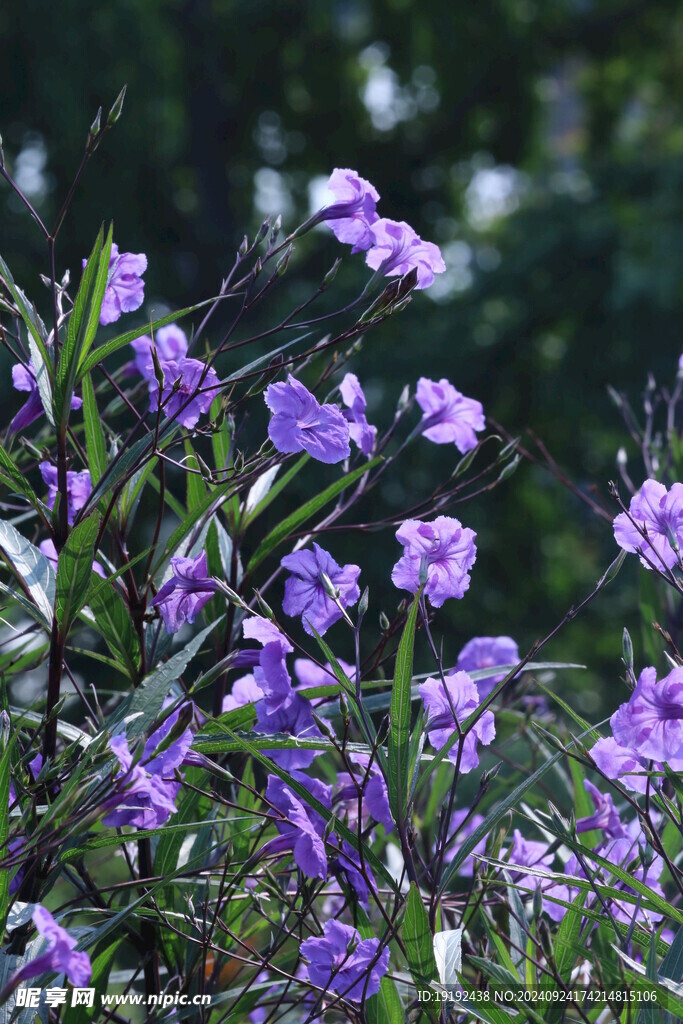 蓝花草 