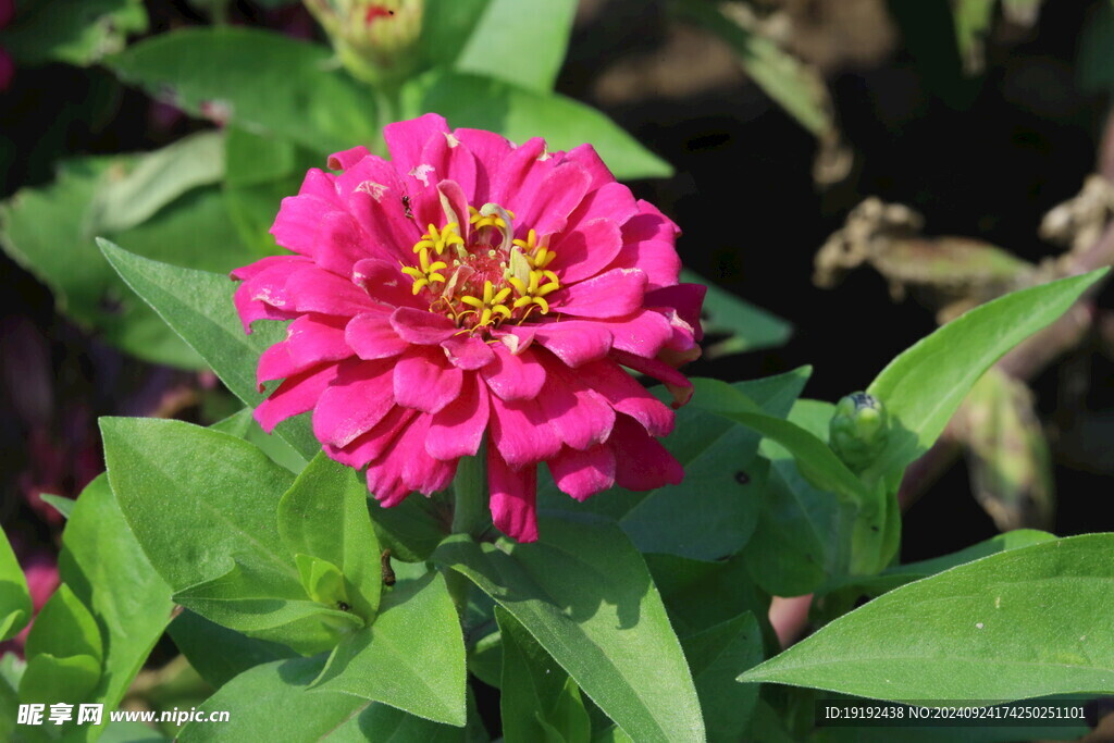 百日菊  