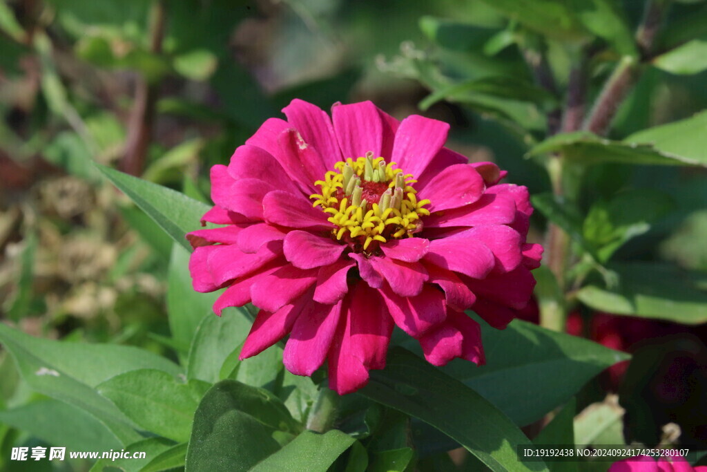 百日菊  