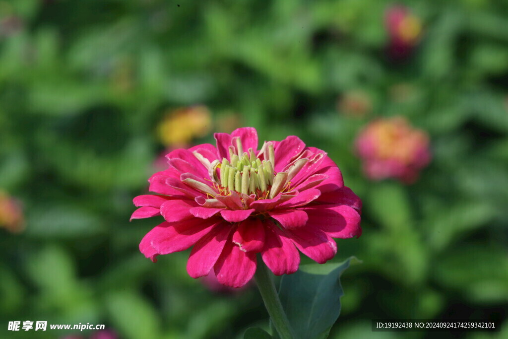 百日菊  