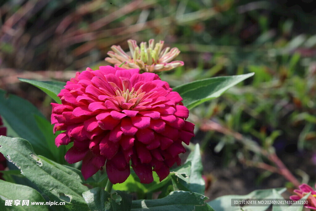 百日菊  