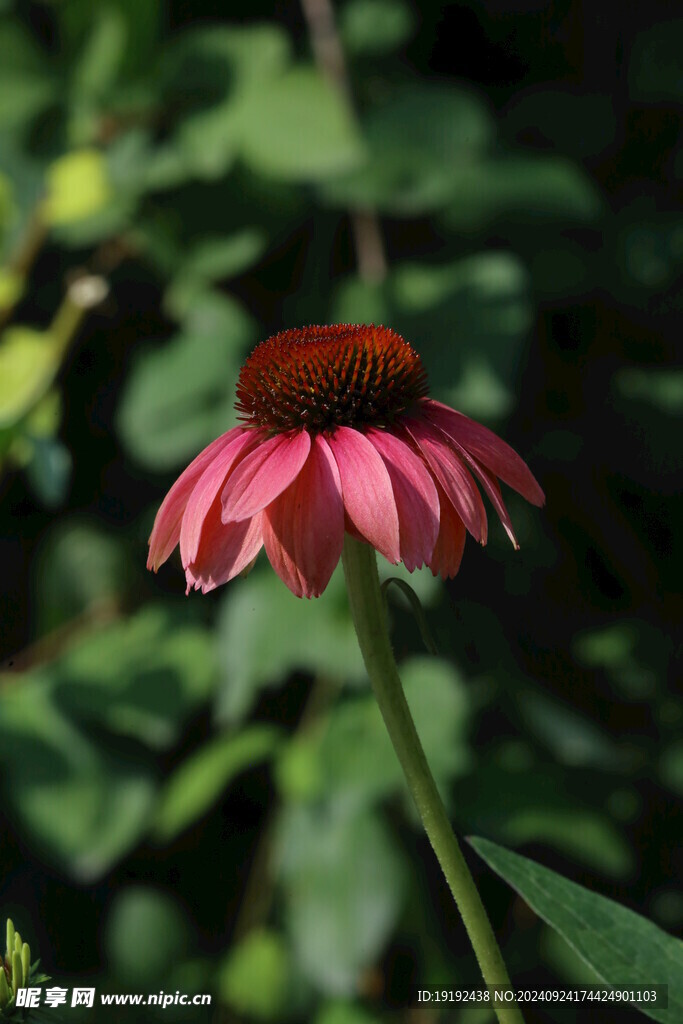 松果菊  