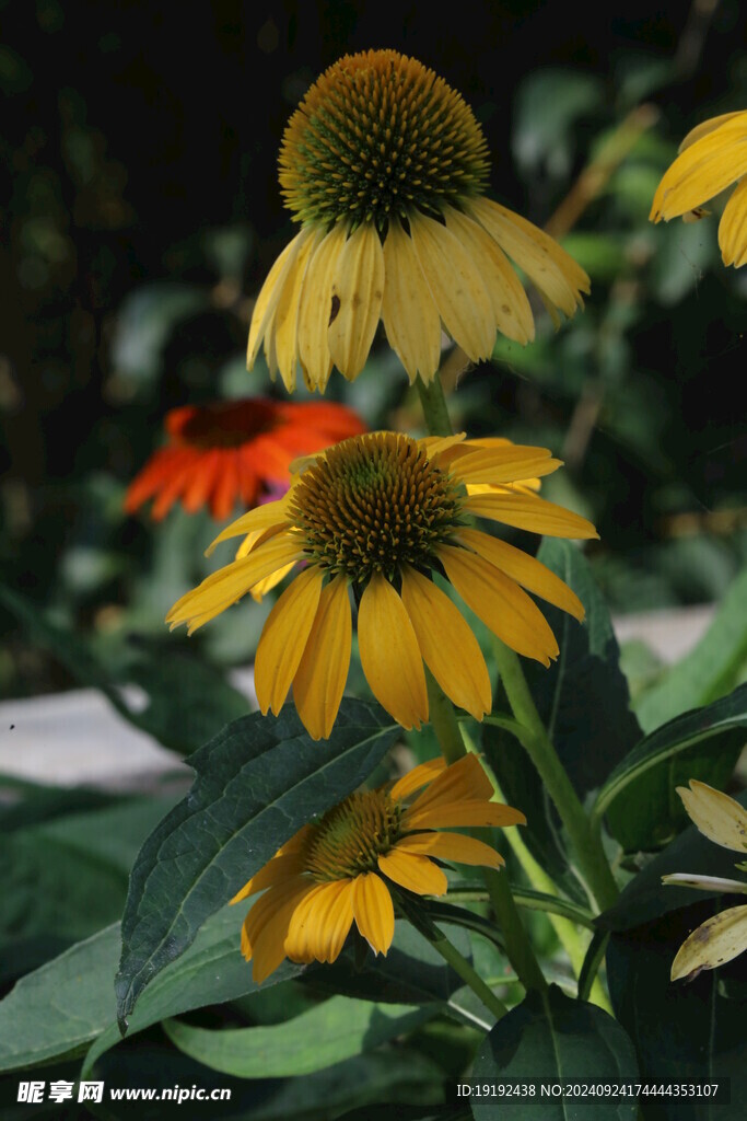 松果菊  