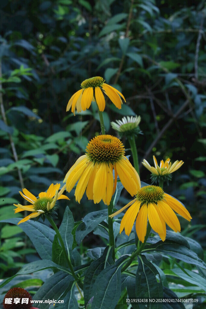 松果菊  