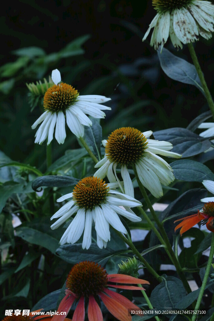 松果菊 