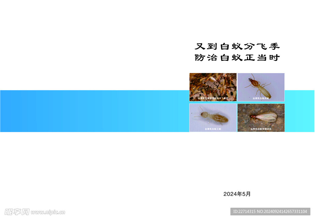 白蚁封面