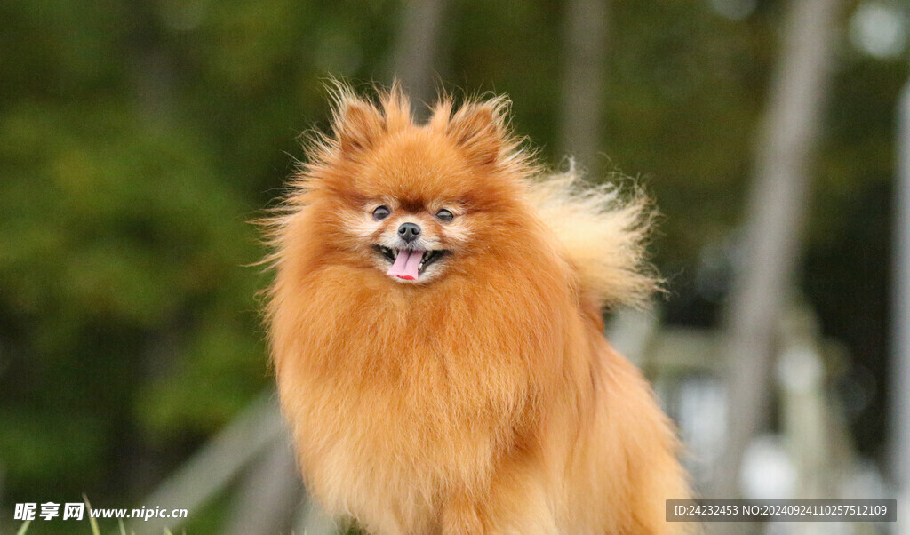 狗