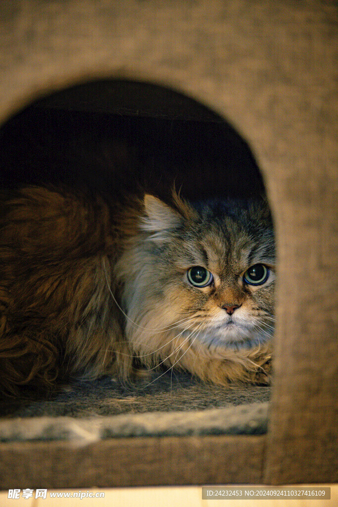 花猫