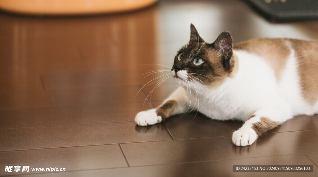 猫