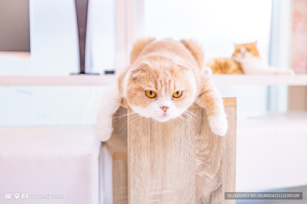 猫