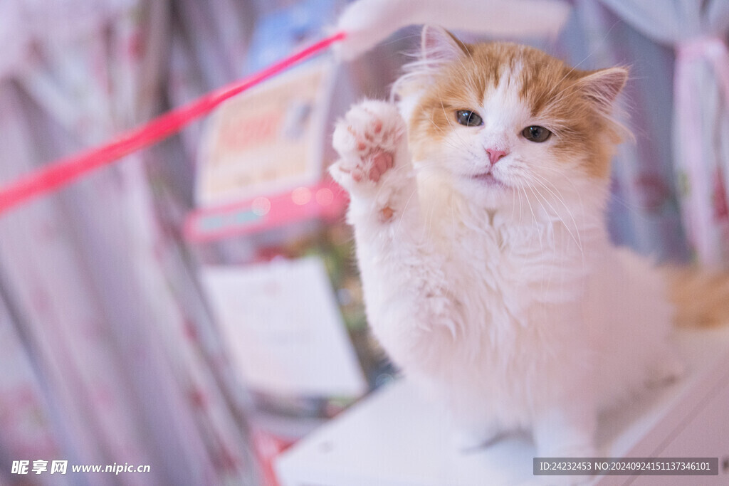 猫