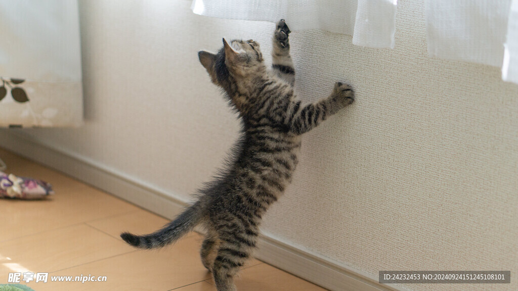猫
