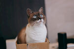 猫