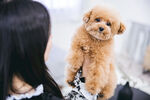 狗