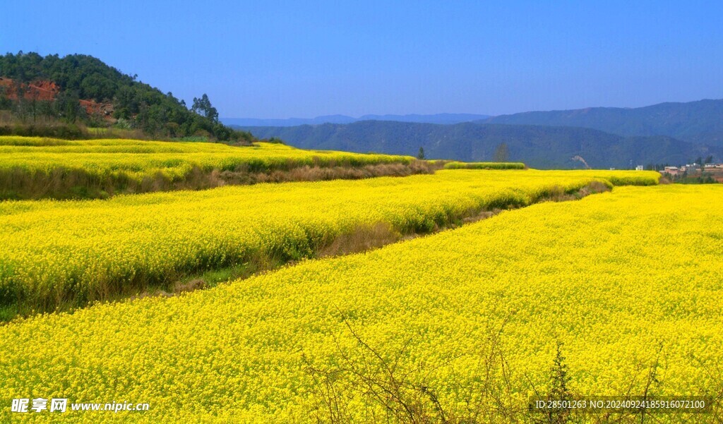 油菜梯田