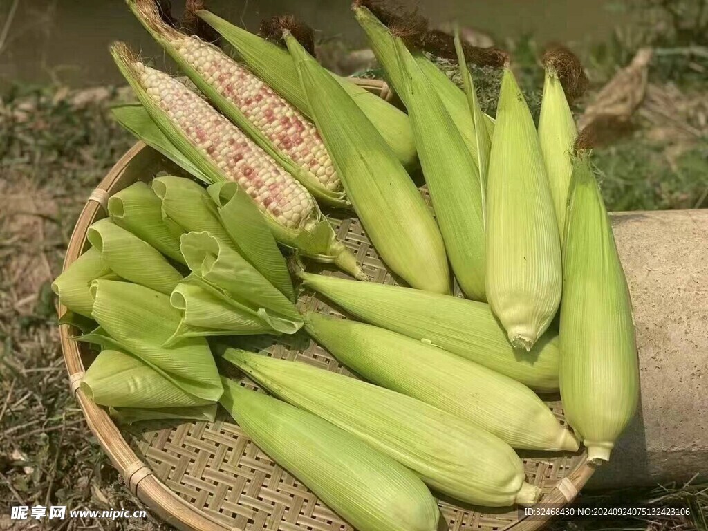 玉米 