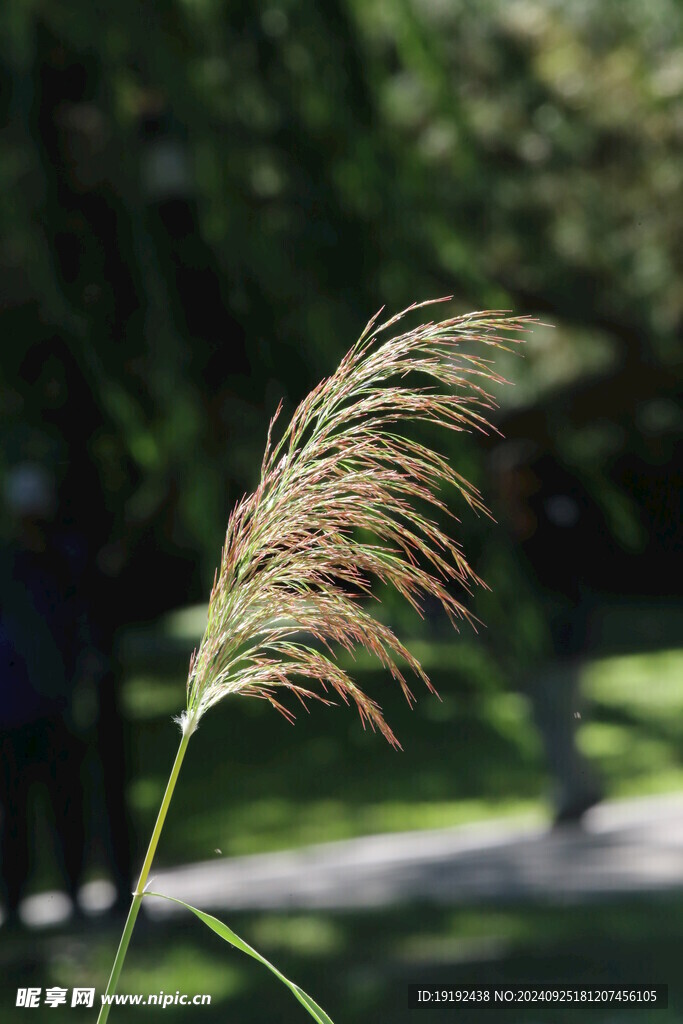 芦苇芦花  