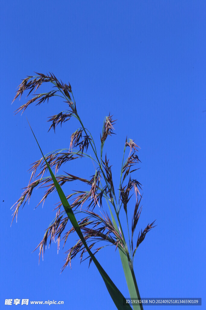 芦苇芦花  