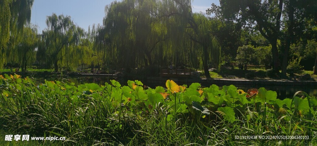 公园风景  