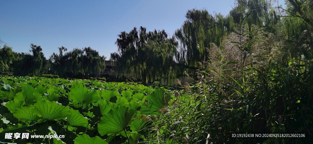 公园风景 