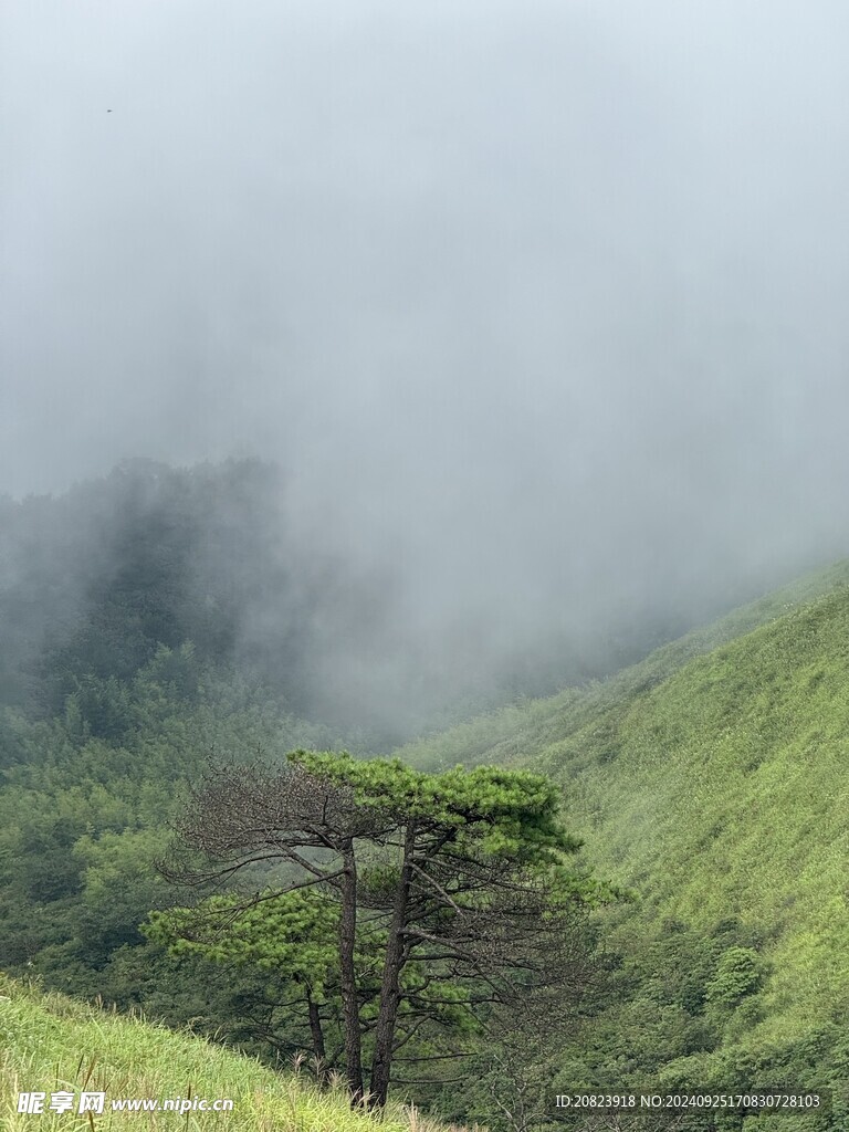 云海绿树