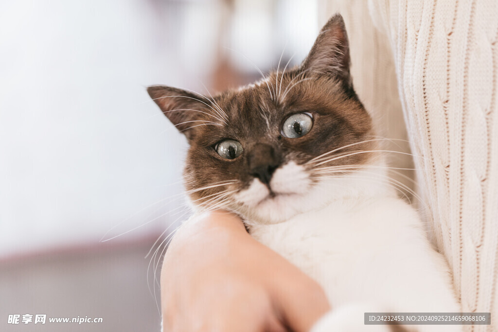 猫