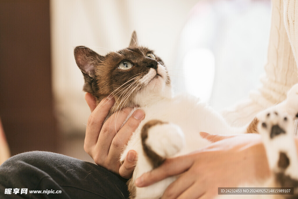 猫