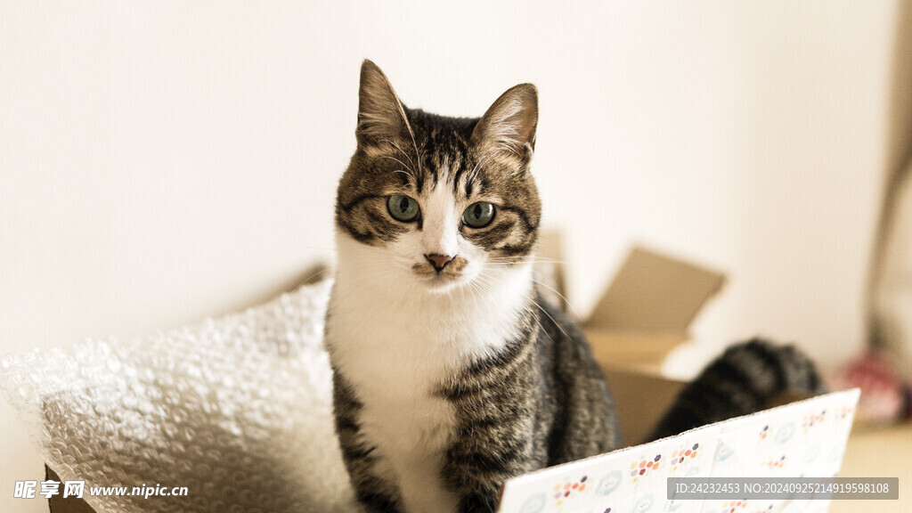 猫