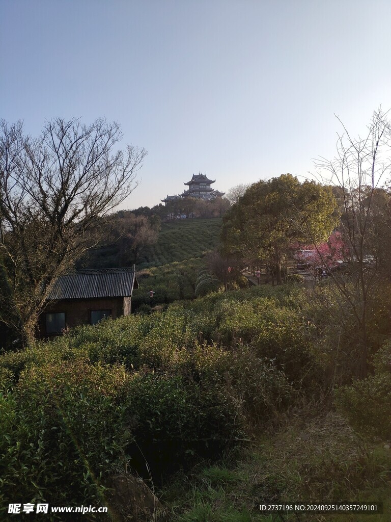 雪浪山茶园