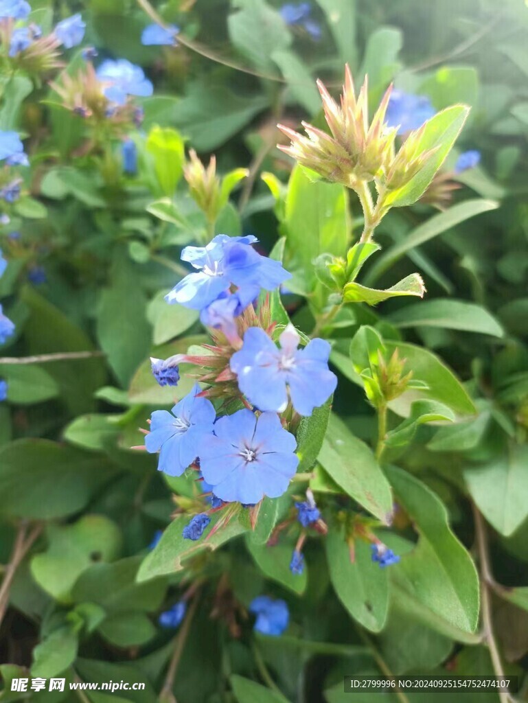 蓝雪花