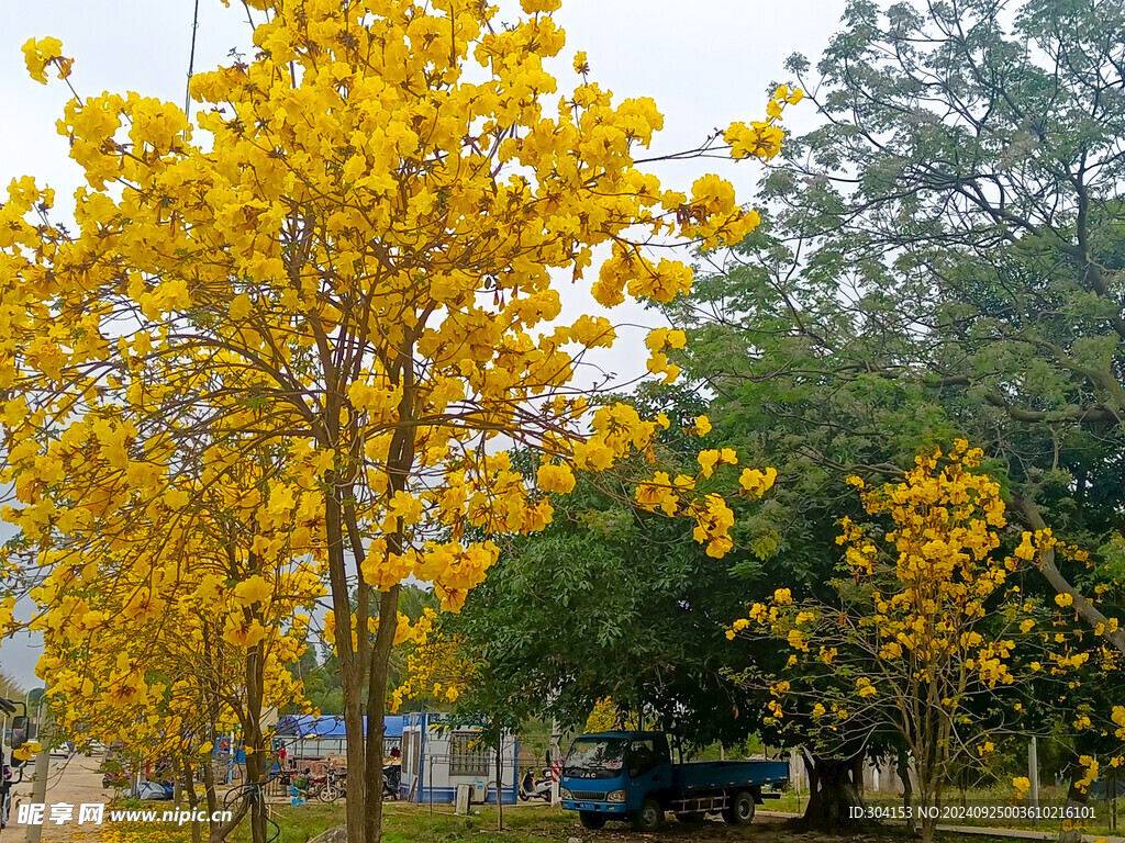 黄风铃花