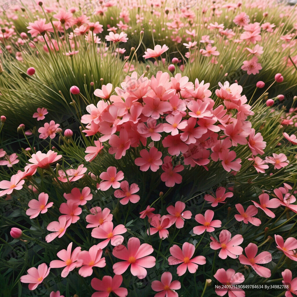 花瓣 碎花 粉红 草地 零散
