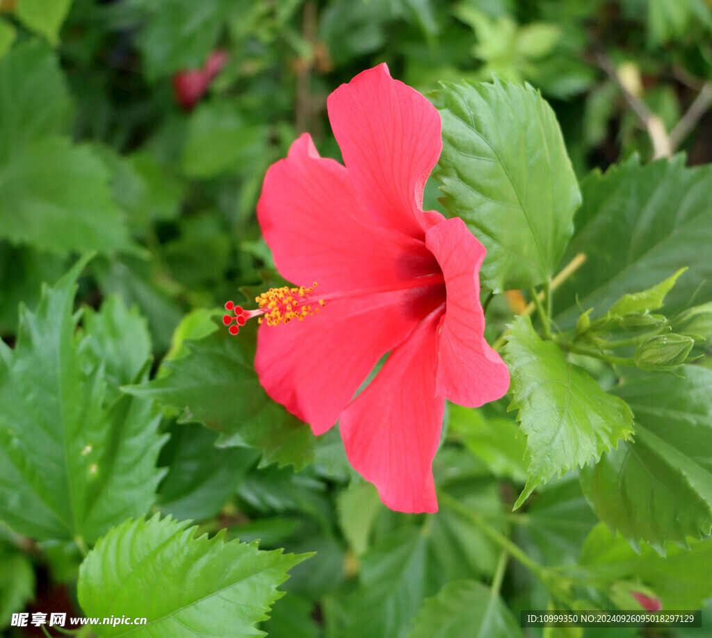 扶桑花