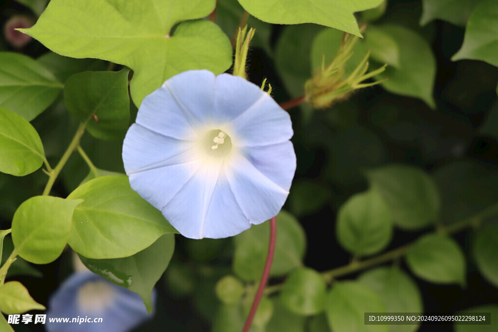 牵牛花