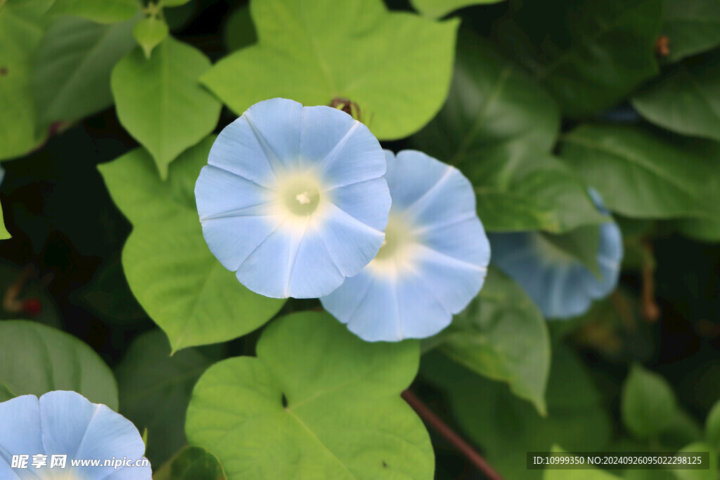 牵牛花 