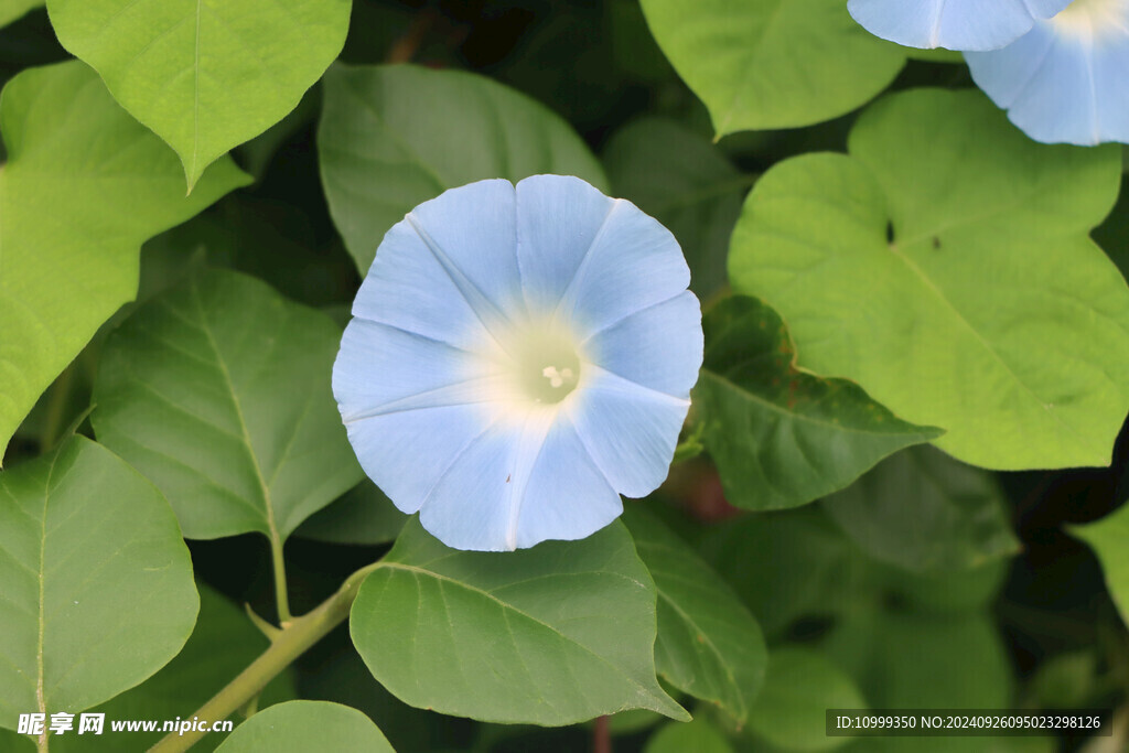 牵牛花