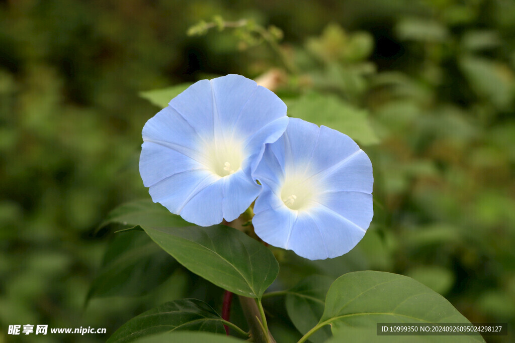 蓝色牵牛花