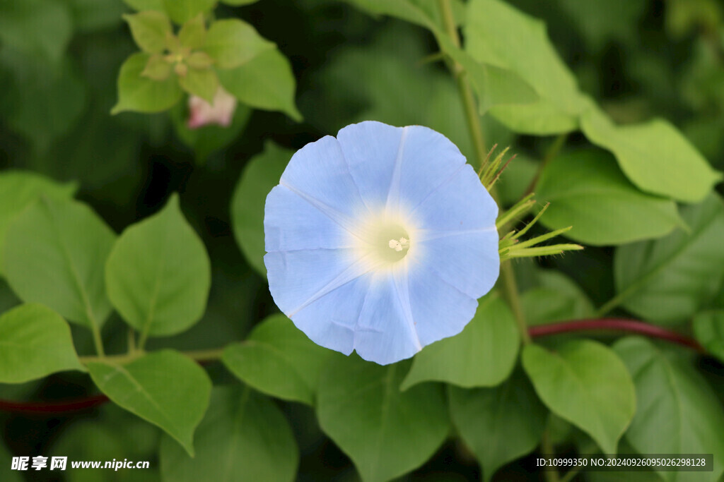 蓝色牵牛花