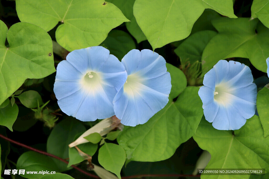 蓝色牵牛花