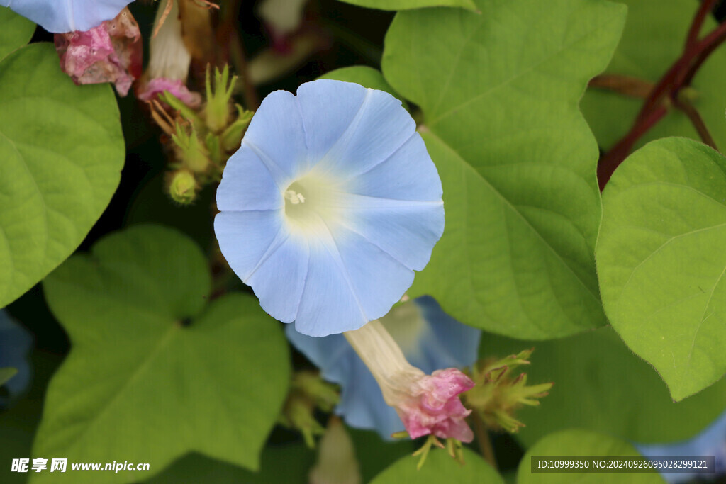 蓝色牵牛花