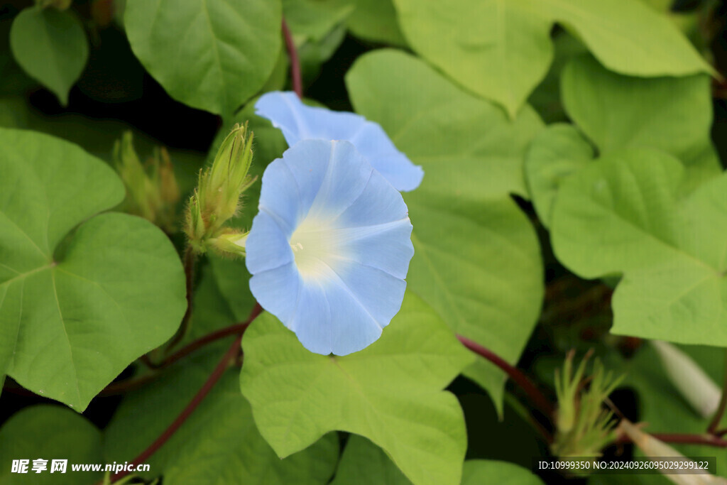 蓝色牵牛花