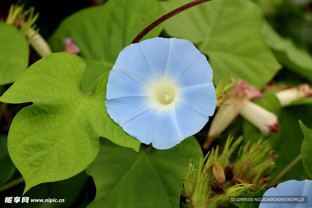 蓝色牵牛花