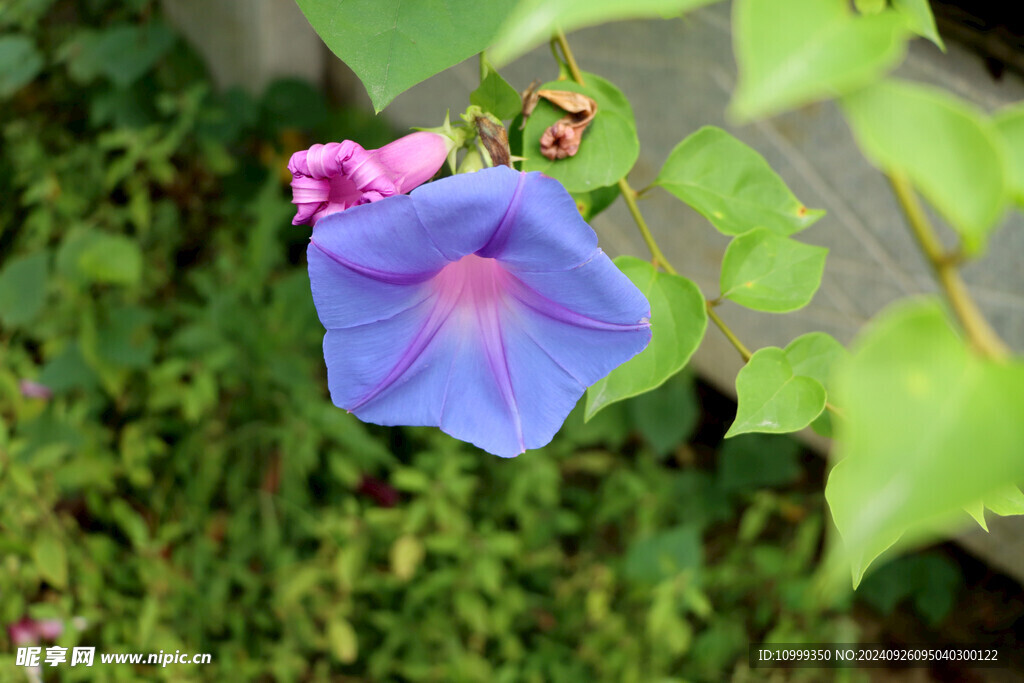 牵牛花