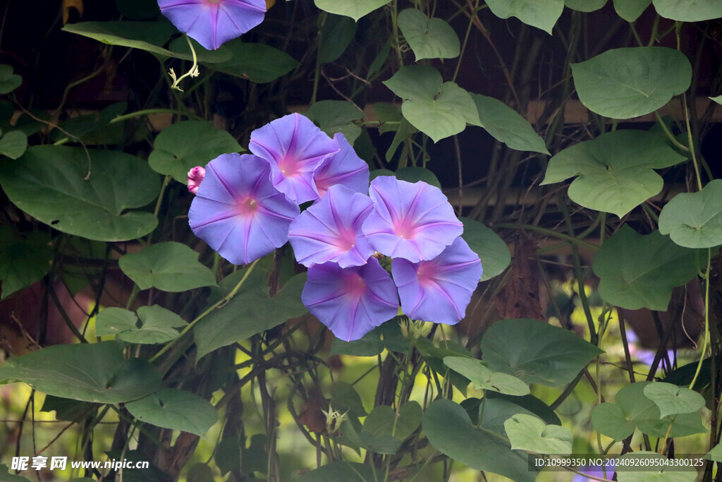 牵牛花