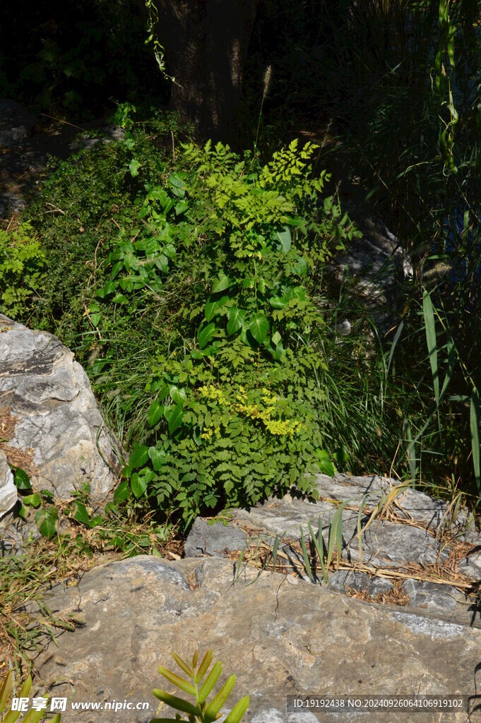 植物园风景 